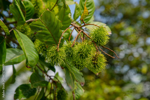 Many rambutan fruits are waiting to ripen on the tree.