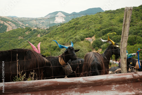 Goats with colorful painted horns behind fence