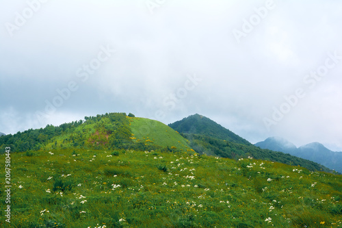 Green rolling meadow with white and yellow wildflowers in the foreground. Forested mountains with light fog in the background, under an overcast sky. Cool, fresh, and peaceful nature atmosphere.