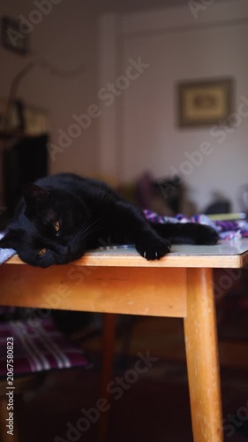 A black cat is lying on the table