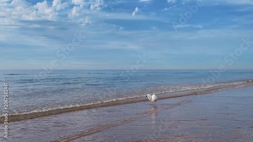 One seagull looks for a food in water in slow motion 180fps