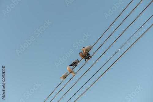 Birds perched on power lines against a clear blue sky during a bright day in a tranquil neighborhood