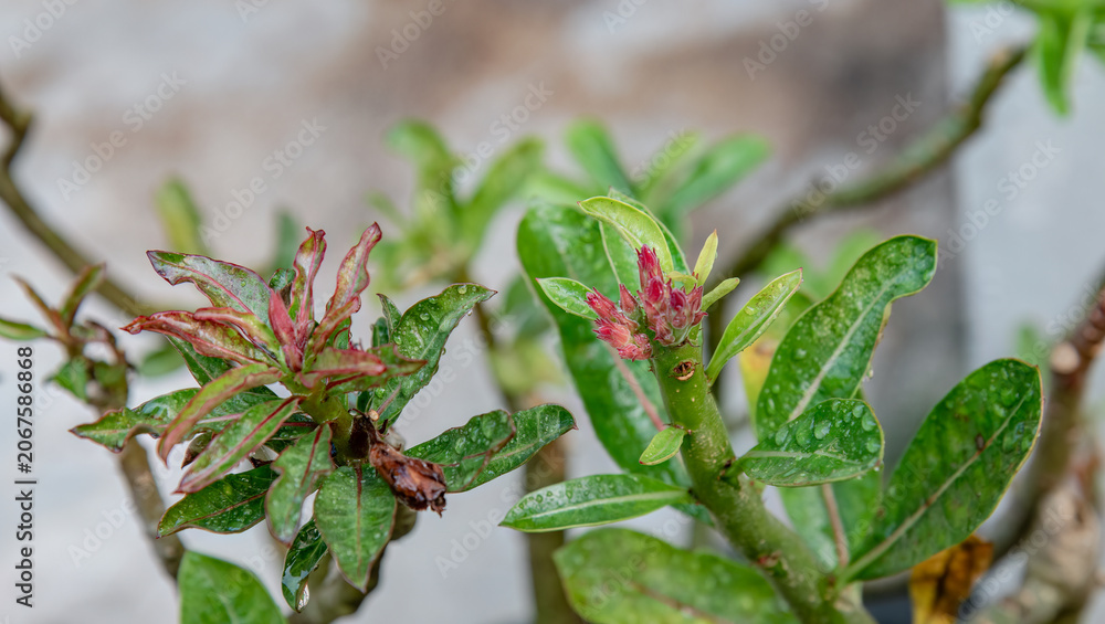 Obraz premium Fresh reddish shoots emerging from pruned desert rose stems, illustrating recovery, regrowth, resilience, plant care, and horticultural maintenance in a tropical garden