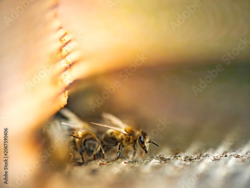 Two bees busily gather nectar while nestled within the warm embrace of nature. This close-up reveals their delicate wings and fuzzy bodies, highlighting their crucial role in ecosystems