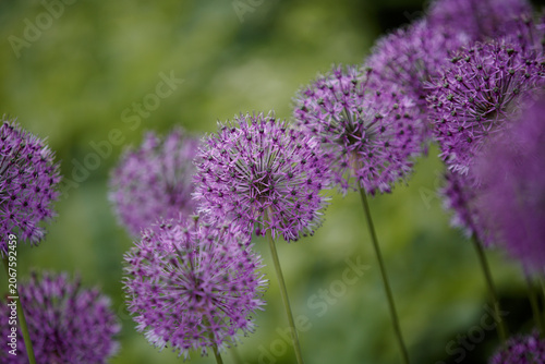 Allium Giganteum. Ornamental onion with round large heads of purple flowers