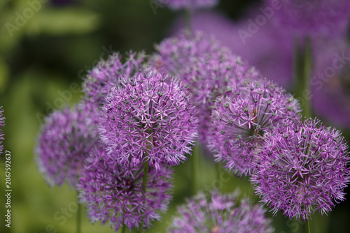 Allium Giganteum. Close-up Ornamental onion with round large heads of purple flowers on long stems