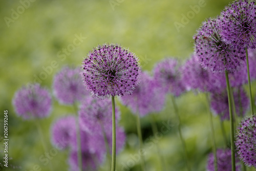 Allium Giganteum. Ornamental onion with round large heads of purple flowers on long stems. Purple flower head, giant ornamental onion in the garden