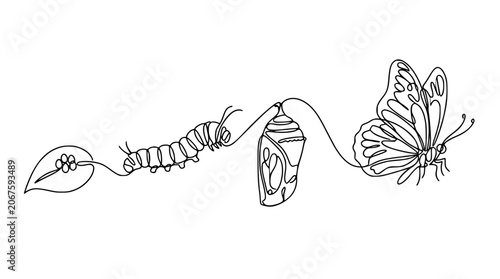 Tableau sur toile Butterfly life cycle continuous line art vector illustration showcasing leaf wit