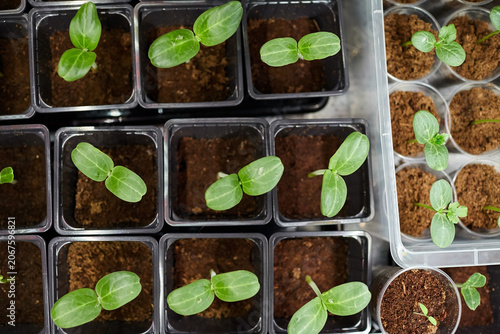 Green seedlings growing in small black pots with rich soil, arranged on a table, showcasing the early stages of plant development in a gardening environment