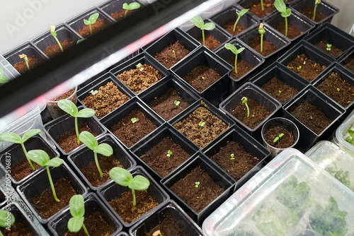Seedlings growing in black plastic pots on a greenhouse shelf, with soil and small plants visible in various stages of development and growth