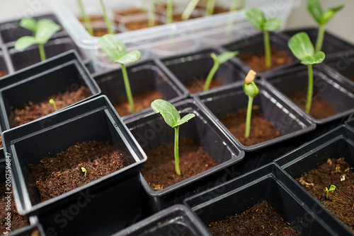 Green seedling plants growing in black plastic pots filled with soil, arranged on a surface with additional pots and seedlings visible in the background