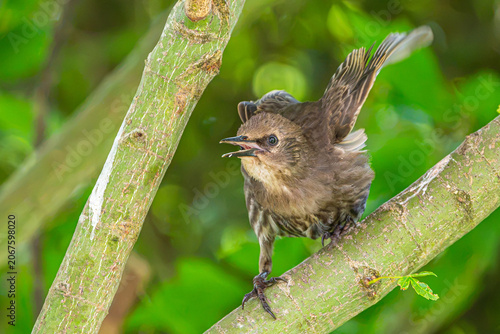 Photos Starling fledging on a branch