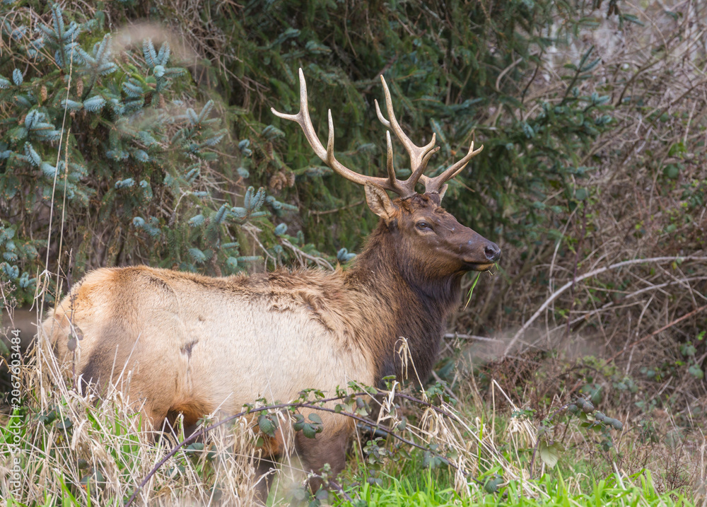 Obraz premium Elk