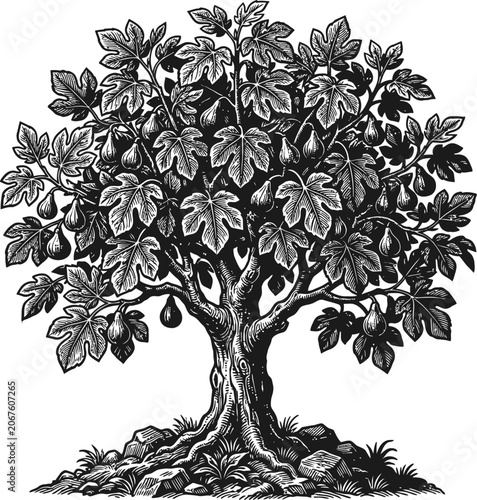 Vintage black and white illustration of a fig tree laden with fruit, detailed foliage and textured bark, set against a simple backdrop, natural growth, botanical detail