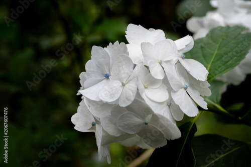White Hydrangea Flowers in Full Bloom