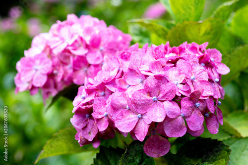 Vibrant Pink Hydrangea Flower Head in Full Bloom