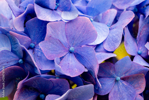 Blue-purple Hydrangea Flowers in Full Bloom