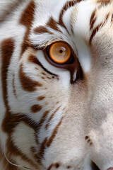 White tiger close up portrait showing detailed fur pattern and piercing eyes. Wildlife photography concept representing strength, elegance and natural beauty.