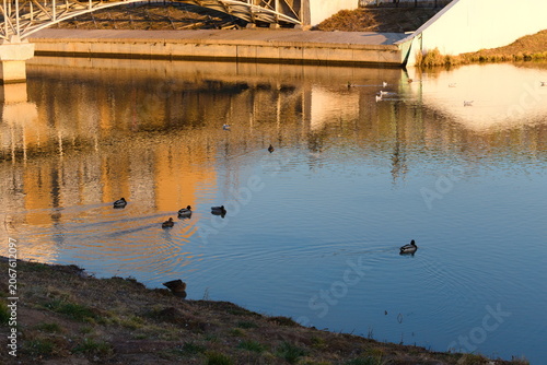 Birds swim in a city river.