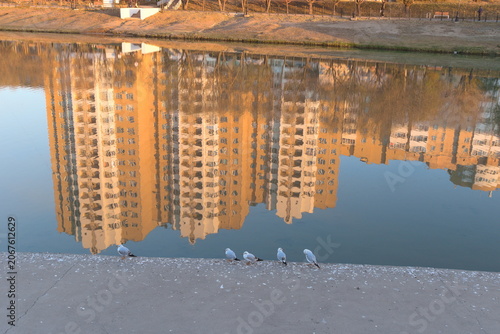 Seagulls perch on the embankment of a city river.
