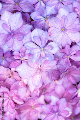 Pale Purple Hydrangea Flowers in Full Bloom