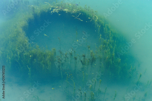 Green algae grows deep underwater.