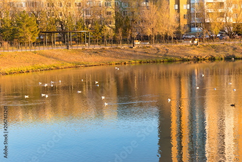 Birds swim in a city river.