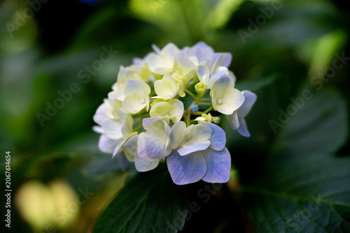 Pale Blue Hydrangea Flowers in Full Bloom
