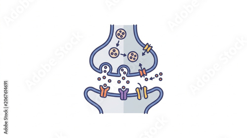 Diagram of a chemical synapse showing neurotransmitter release and binding.