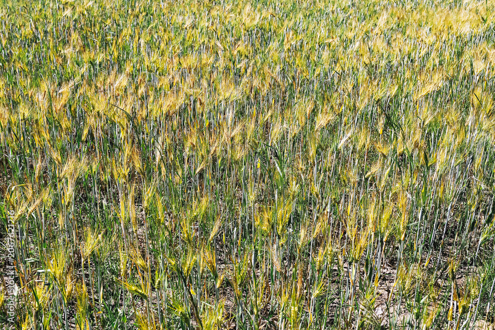 Obraz premium Ripening barley field with golden grain heads growing in agricultural farmland. Cereal crop approaching harvest season. Rural farming production and food supply landscape background.