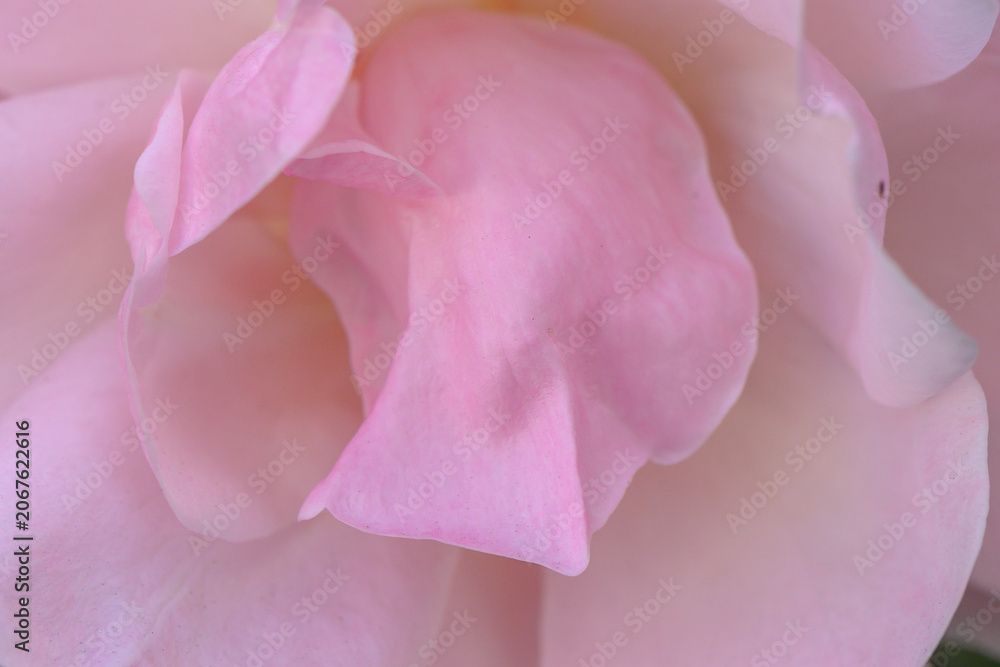 Obraz premium Delicate pink petals unfold in soft light, revealing nature's exquisite beauty in a tranquil garden