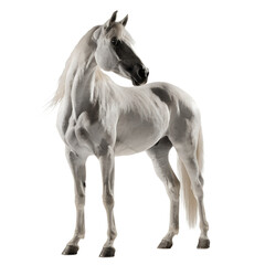 White Arabian Horse Isolated on transparent background png