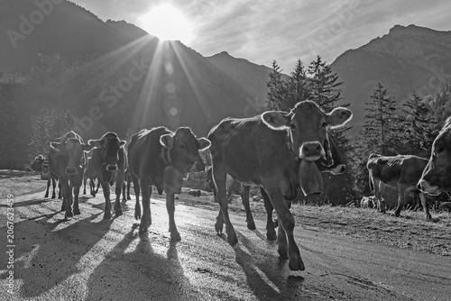 Kühe - Herde - Viehscheid - Almabtrieb - Sonnenaufgang - Allgäu