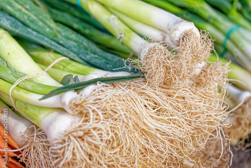 Fresh bunches of British spring onion
