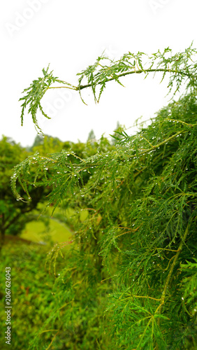 Konstfotografi Close-up of Wet Green Dissected Maple Leaves with Raindrops