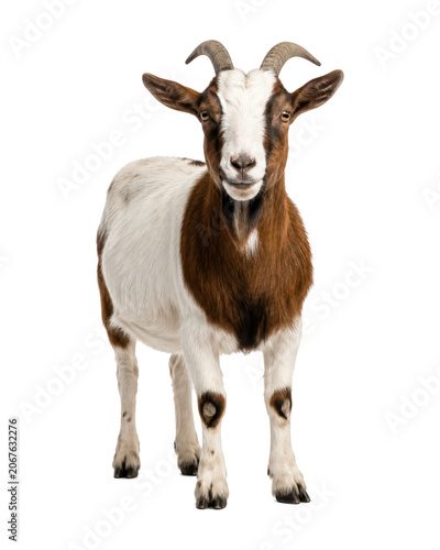 Domestic brown and white goat standing and facing the camera, isolated on a clean white background. Healthy farm animal with curved horns, detailed fur texture, alert expression, and full-body view