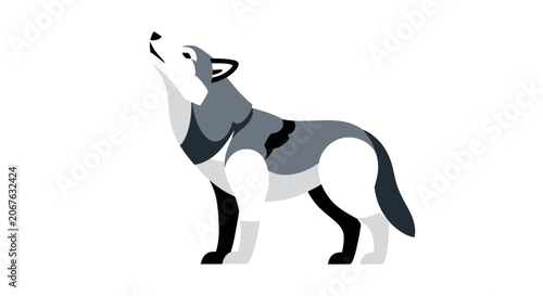 Gray wolf howling at night standing.