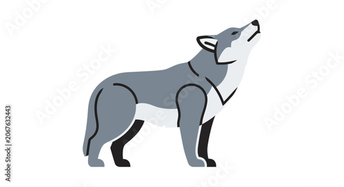 Gray wolf standing and howling loud.