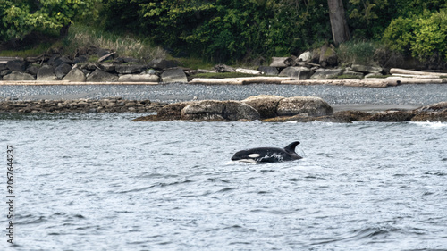 A Jumping Orca (Orcinus Orca) At The Shore Of Gabriola Island