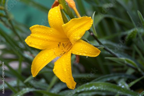 Flor de Lily amarilla en un jardin