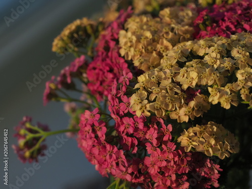 blooming yarrow bright flowers