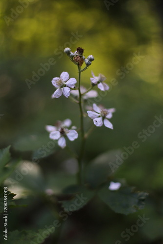 Wild blackberry flower blossom close up