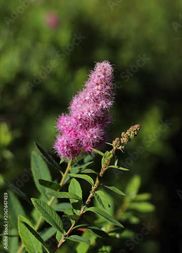 Rose spirea plant (Spiraea douglasii)