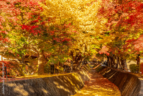 Autumn Foliage at Lake Kawaguchi Momiji Corridor, Yamanashi, Japan