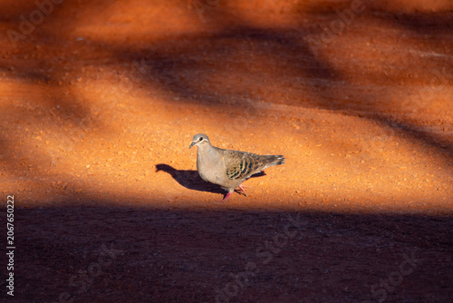 Common Bronzewing Pigeon - Western Australia