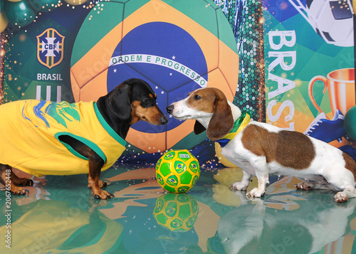 Obraz na plátně rivalidade no futebol com cachorros da raça duchshund