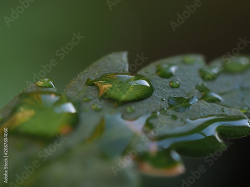 water droplets on cannabis leaves