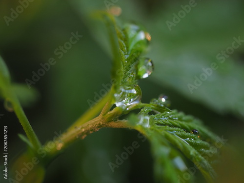 water droplets on cannabis leaves