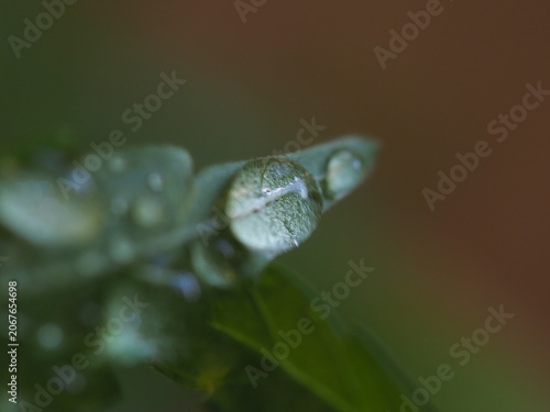 water droplets on cannabis leaves