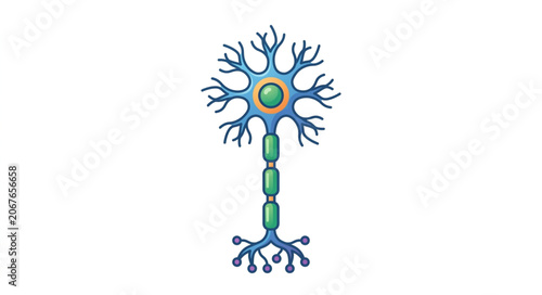 Illustration of a human neuron cell body and axon.